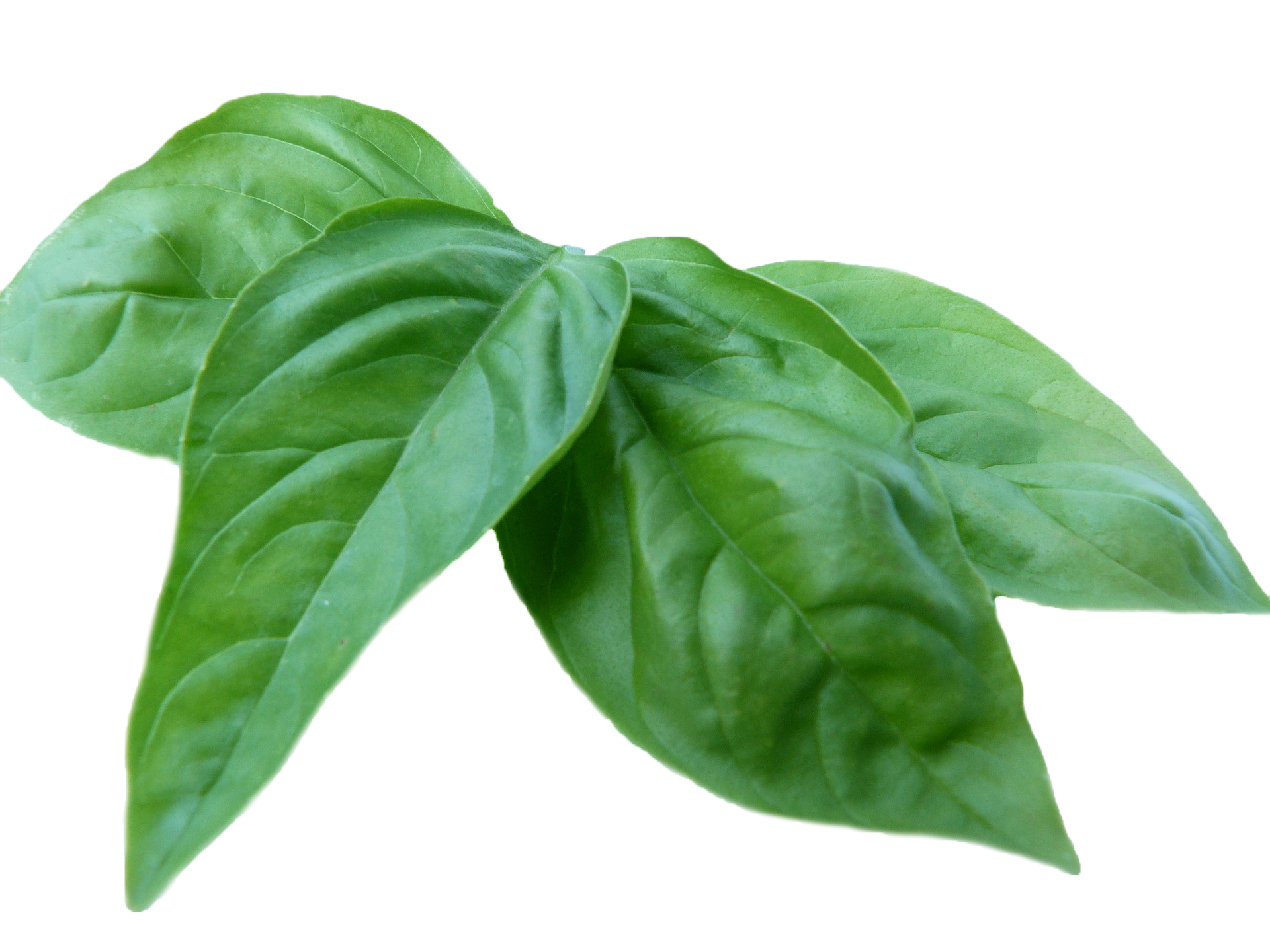 Fresh basil